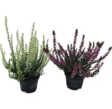 Zwei Besenheiden Pflanzen im Topf