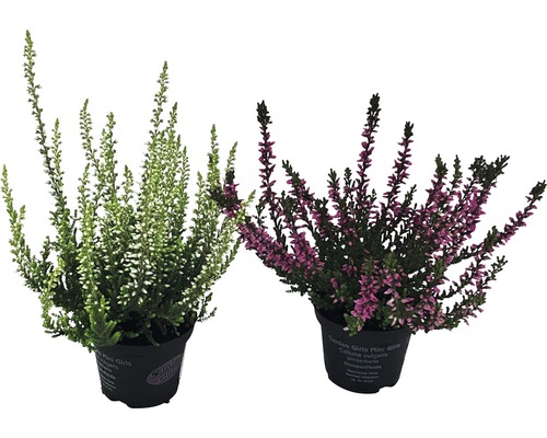 Zwei Besenheiden Pflanzen im Topf