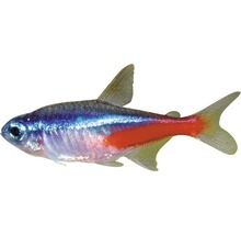 Neonfisch