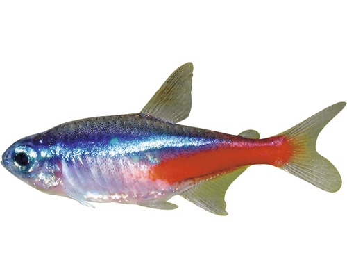 Neonfisch