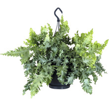 Hängepflanze mit Farn in einem Topf