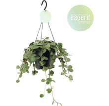 Hängepflanze in einem schwarzen Topf mit Haken zum Aufhängen