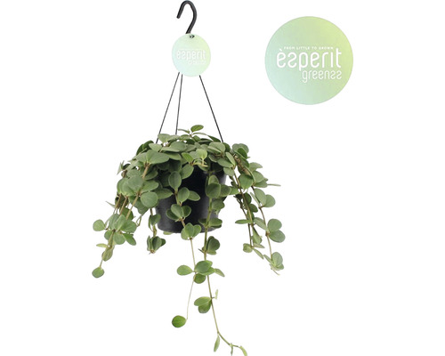 Hängepflanze in einem schwarzen Topf mit Haken zum Aufhängen