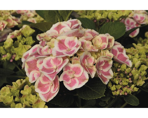 Nahaufnahme einer Hortensienblüte