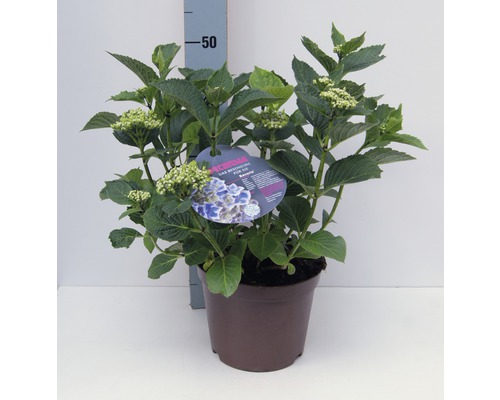 Gartenhortensie, Bauernhortensie FloraSelf Hydrangea macrophylla H 30-40 cm Co 4 L zufällige Sortenauswahl