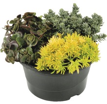 Verschiedene Pflanzen in einem schwarzen Topf