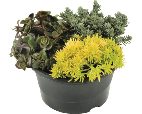 Verschiedene Pflanzen in einem schwarzen Topf