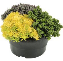 Topf mit verschiedenfarbigen Fettblattpflanzen