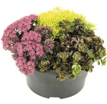 Drei verschiedene Fettblattpflanzen in einem Topf