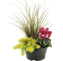 Blumenarrangement mit Ziergras, Fetthenne und Alpenveilchen in einem Topf