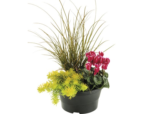 Blumenarrangement mit Ziergras, Fetthenne und Alpenveilchen in einem Topf