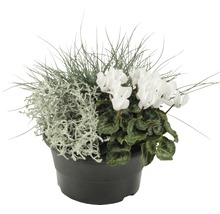 Arrangement mit Silberblatt, Zyklamen und Ziergras in einem schwarzen Topf
