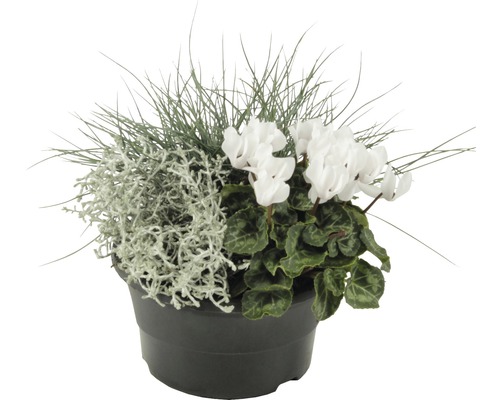 Arrangement mit Silberblatt, Zyklamen und Ziergras in einem schwarzen Topf