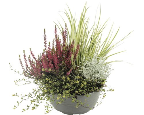 Bepflanzter Topf mit Heidekraut, Gräsern und Bodendecker