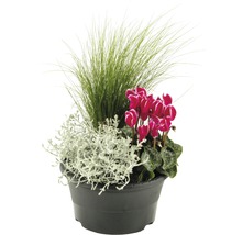 Blumenarrangement im Topf mit Ziergras und Alpenveilchen