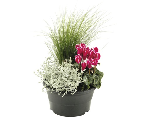 Blumenarrangement im Topf mit Ziergras und Alpenveilchen