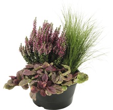 Topf mit Heidekraut, Günsel und Ziergras