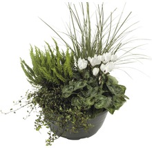 Bepflanzter Topf mit Alpenveilchen, Besenheide und Ziergräsern