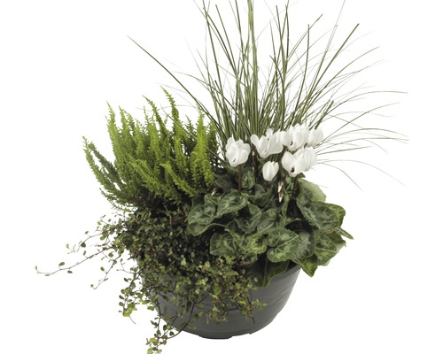 Bepflanzter Topf mit Alpenveilchen, Besenheide und Ziergräsern