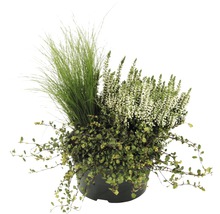 Arrangement aus Ziergras, Heidekraut und Bodendecker im Topf