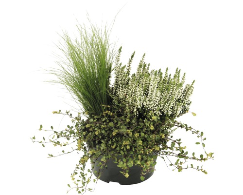 Arrangement aus Ziergras, Heidekraut und Bodendecker im Topf