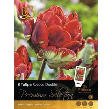 Verpackung mit acht Tulipa Rococo Double Blumenzwiebeln