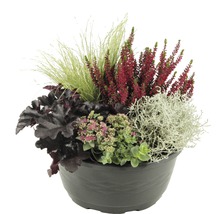 Blumenarrangement mit Heidekraut, Ziergräsern und verschiedenen Blühpflanzen in einem Pflanzgefäß