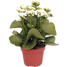 Kalanchoe Pflanze mit weißen Blüten im Topf