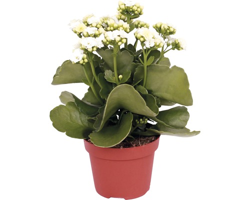 Kalanchoe Pflanze mit weißen Blüten im Topf