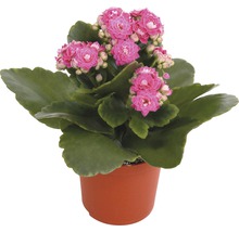 Kalanchoe Pflanze mit pinkfarbenen Blüten im Topf