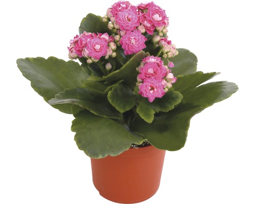 Kalanchoe Pflanze mit pinkfarbenen Blüten im Topf