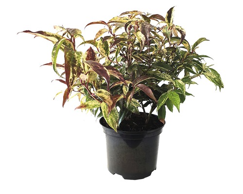 Traubenmyrte/Leucothoe 'Rainbow' 20/25 cm 2 L-Topf Japanische Lavendelheide in einem Topf