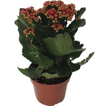 Flammendes Käthchen im Topf mit grünen Blättern und roten Blüten