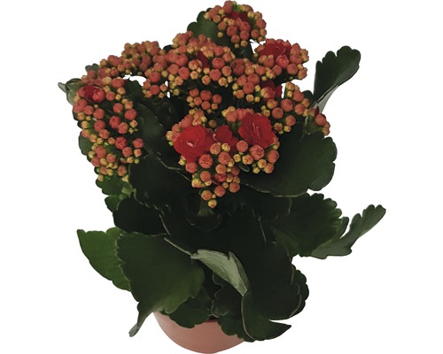 Flammendes Käthchen Zimmerpflanze im Topf