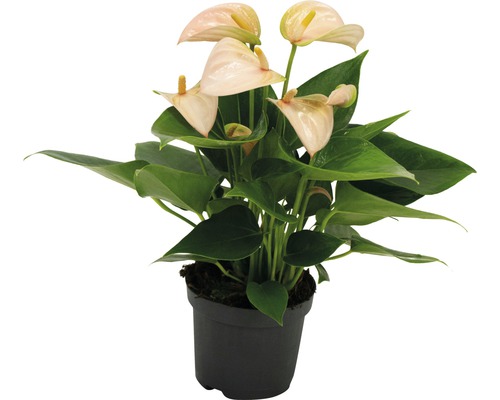 Anthurie Pflanze in einem Topf