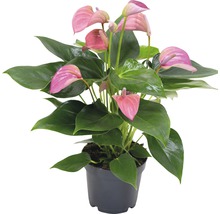 Anthurie Pflanze im Topf mit rosa Blüten und grünen Blättern