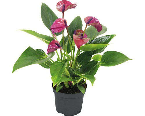 Anthurie Zimmerpflanze im Topf