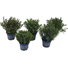 Fünf verschiedene Topfpflanzen in blauen Töpfen.