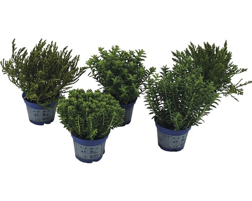 Fünf verschiedene Topfpflanzen in blauen Töpfen.