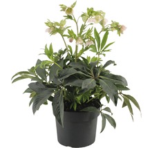 Christrose im Topf mit grünen Blättern und zarten Blüten