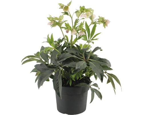 Christrose im Topf mit grünen Blättern und zarten Blüten