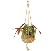 Kokodama-Ampel Begonie, Schiefblatt FloraSelf H ca. 30 cm Ø 17 cm Topf-thumb-0 Kokodama-Ampel Begonie, Schiefblatt FloraSelf H ca. 30 cm Ø 17 cm Topf-thumb-0