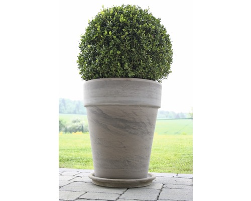 Kugelbuchsbaum in grauem Pflanzgefäß auf Terrasse