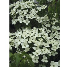 Blühender Blumenhartriegel Strauch mit weißen Blüten