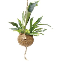 Hängende Kokedama-Pflanze mit grünen Blättern und Kokosfaserball