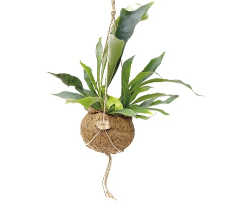 Hängende Kokedama-Pflanze mit grünen Blättern und Kokosfaserball