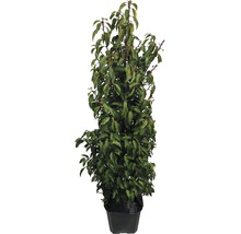 35 x Portugiesischer Kirschlorbeer FloraSelf Prunus lusitanica 'Angustifolia' 80-100 cm im ClickCo für ca. 14 m Hecke