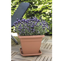 Lavendel in einem Pflanzgefäß auf einer Terrasse.