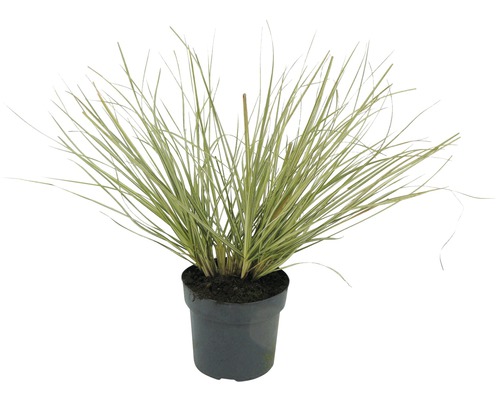 Weißgestreiftes FloraSelf Cortaderia selloana 'Julia' spät H 15-80 cm Co 3 L Ziergras im Topf