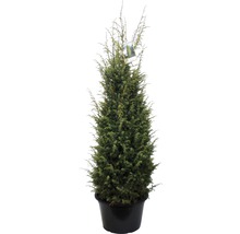 Immergrüne Säulenzypresse in einem Topf